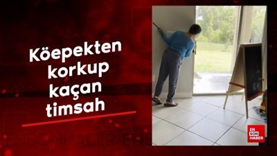 Köpekten korkup arkasına bile bakmadan kaçan timsah