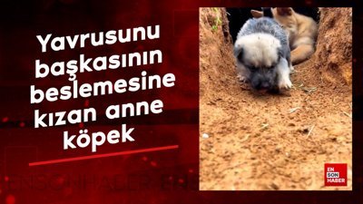 Yavrusunu başkasının beslemesine kızan anne köpek