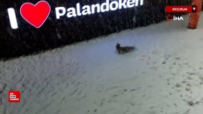 Palandöken’de tilkilerin kar sevinci