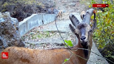 Sivas'ta fotokapana yansıyan doğal hayat