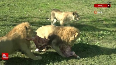Bursa'da aslanların nefes kesen beslenme anları