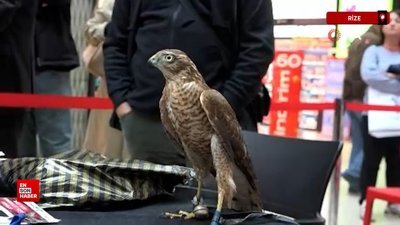 Rize'de atmacalar AVM’de düzenlenen güzellik yarışmasında boy gösterdi