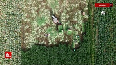 Bafra Ovası'nda pırasada 18 bin ton rekolte bekleniyor