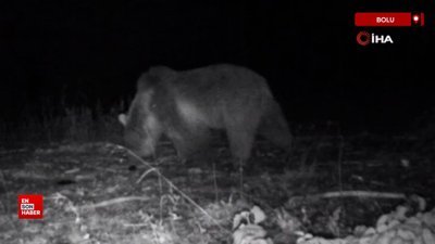 Bolu'da yaban hayatı fotokapanlara yansıdı