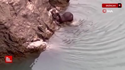 Erzincan’da nesli tükenmekte olan su samuru görüntülendi