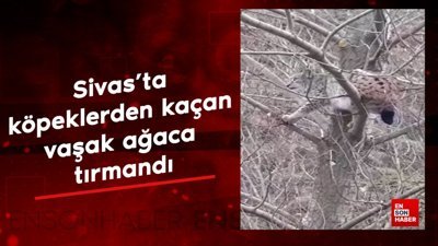 Sivas'ta köpeklerden kaçan vaşak ağaca tırmandı