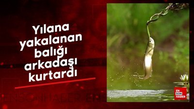 Yılana yakalanan balığı arkadaşı kurtardı