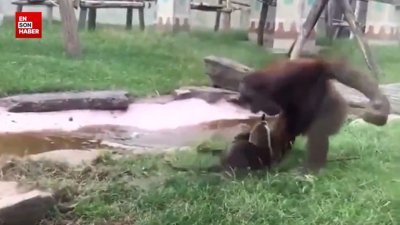 Bir orangutanın aklını alan porsuklar