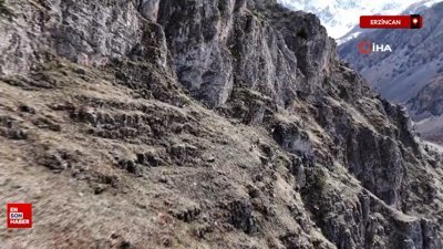 Erzincan’da dağ keçileri havadan görüntülendi