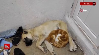 Tunceli’de kedi ve köpeklerin sevimliği dostluğu