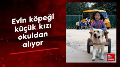 Babasının tasarladığı araba ile evin köpeği, küçük kızı okuldan alıyor