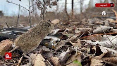 Kayseri'de çiftçinin kurduğu kapan üzerindeki buğdayları yiyen fare görüntülendi