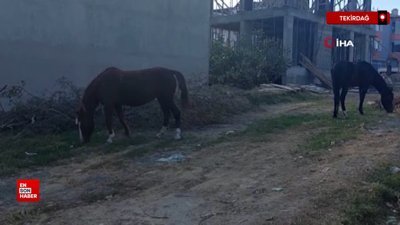 Tekirdağ'da sokaklarda gezen başıboş atlar