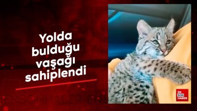 Yolda bulduğu vaşağı sahiplendi