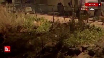 Bilecik'te aç kalan tilkiler şehre indi
