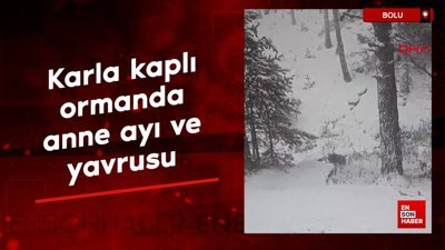 Bolu'da karla kaplı ormanda anne ayı ve yavrusu