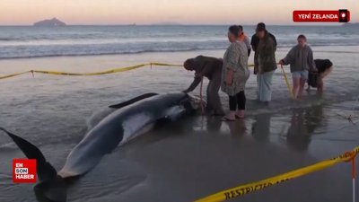 Yeni Zelanda'da 30'dan fazla balina karaya vurdu