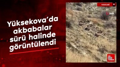 Yüksekova’da akbabalar sürü halinde görüntülendi