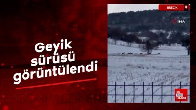 Bilecik'te geyik sürüsü görüntülendi