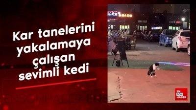 Kar tanelerini yakalamaya çalışan sevimli kedi