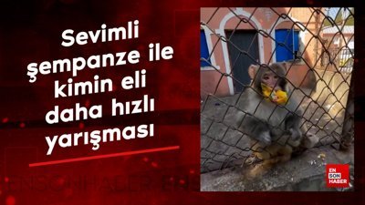 Sevimli şempanze ile kimin eli daha hızlı yarışması