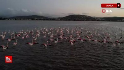 Muğla'da flamingolara köpük tehdidi