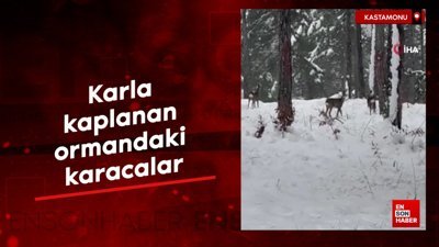Kastamonu'da karla kaplanan ormandaki karacalar görüntülendi