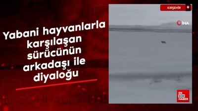 Kırşehir'de yabani hayvanlarla karşılaşan sürücünün arkadaşı ile diyaloğu