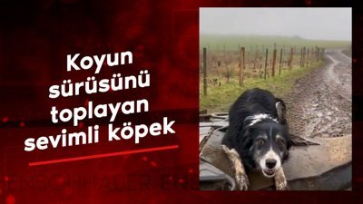 Sahibinin komutuyla koyun sürüsünü toplayan sevimli köpek