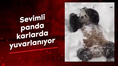 Sevimli panda karlarda yuvarlanıyor