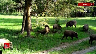 18 yıllık çalışma: Sarıkamış'ta yaban hayatının 500.000 karelik arşivi