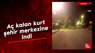 Hakkari'de aç kalan kurt şehir merkezine indi