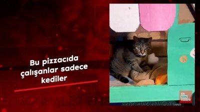 Sadece kedilere özel pizzacı