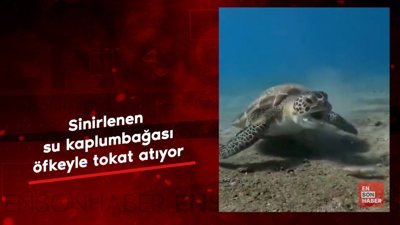 Sinirlenen su kaplumbağası tokat atıyor