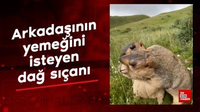 Arkadaşının yemeğini isteyen dağ sıçanı