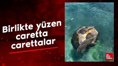 Birlikte yüzen caretta carettalar