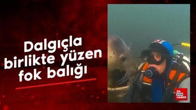Dalgıçla birlikte yüzen fok balığı
