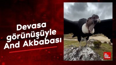 Devasa görünüşüyle And Akbabası