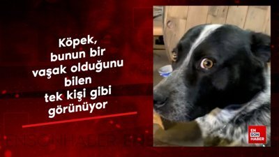 Köpek, bunun bir vaşak olduğunu bilen tek kişi gibi görünüyor