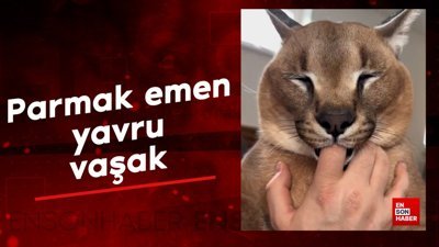 Parmak emen yavru vaşak