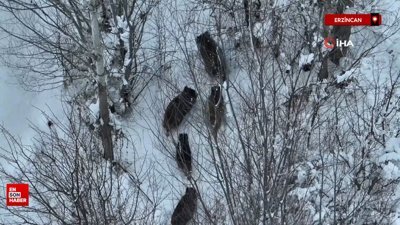 Erzincan'da koyun otlatan çobana domuz sürprizi