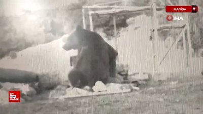 Manisa'da ilk kez boz ayı görüntülendi