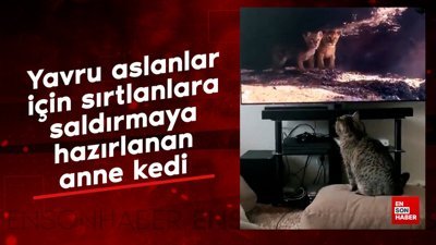 Yavru aslanları korumak için sırtlanlara saldırmaya hazırlanan anne kedi