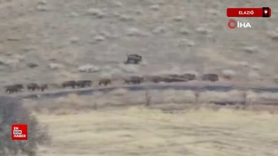 Elazığ’da domuz sürüsü görüldü