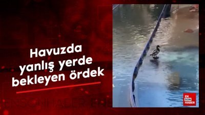 Havuzda yanlış yerde bekleyen ördek