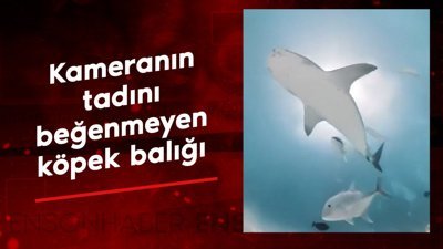 Kameranın tadını beğenmeyen köpek balığı