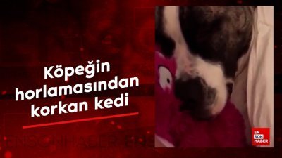 Köpeğin horlamasından korkan kedi