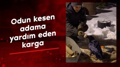 Odun kesen adama yardım eden karga