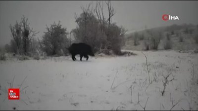 Sert kış şartlarında mücadele veren yaralı yaban domuzu ve kurtlar