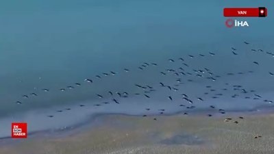 Van'ın kuş cenneti Erçek Gölü, yaban kazlarına ev sahipliği yaptı